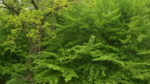 Stock Video Beautiful Green Trees Live Wallpaper For PC - Live Wallpaper