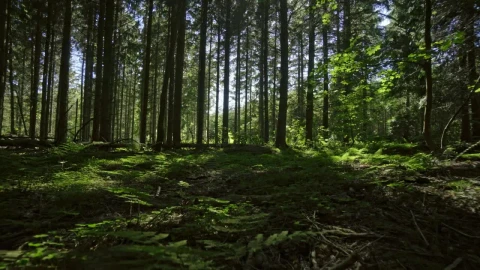 Stock Video Beautiful Green Forest Live Wallpaper For PC - Live Wallpaper