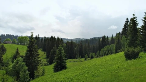 Stock Video Beautiful Green Forest Full Of Pine Trees In Spring Live Wallpaper For PC - Birds of prey Wallpaper