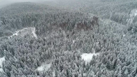 Stock Video Beautiful Forest Populated By Snow Filled Pine Trees Live Wallpaper For PC - Live Wallpaper