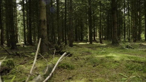 Stock Video Beautiful Forest Live Wallpaper For PC - Live Wallpaper