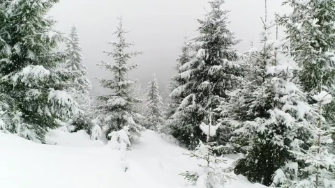 Stock Video Beautiful Forest In Winter While Snowing Live Wallpaper For PC - Live Wallpaper