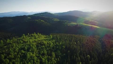 Stock Video Beautiful Forest In Summer Lit By Sunshine Live Wallpaper For PC - Live Wallpaper
