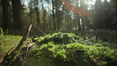 Stock Video Beautiful Forest Floor Live Wallpaper For PC - Live Wallpaper