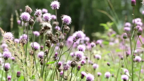 Stock Video Beautiful Field Of Flowers Live Wallpaper For PC - Birds of prey Wallpaper