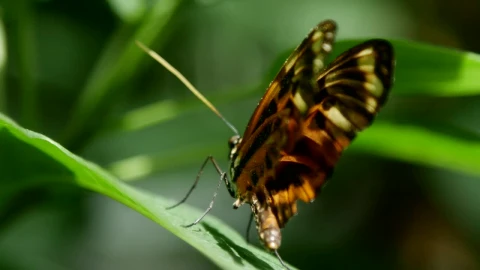 Stock Video Beautiful Butterfly Standing On A Leaf Live Wallpaper For PC - Live Wallpaper