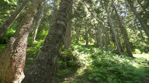 Stock Video Beautiful Calm Green Forest Live Wallpaper For PC - Live Wallpaper
