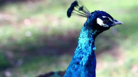 Stock Video Beautiful Blue Peacock In Nature Live Wallpaper For PC - Live Wallpaper