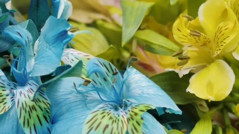 Stock Video Beautiful Blue And Yellow Flowers Live Wallpaper For PC - Live Wallpaper