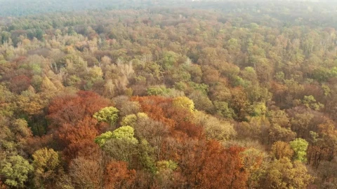 Stock Video Beautiful Autumn Forest Live Wallpaper For PC - Live Wallpaper