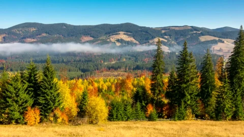 Stock Video Beautiful Autumn Forest And The Mountains Live Wallpaper For PC - Live Wallpaper