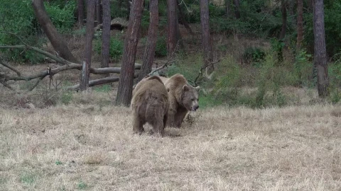 Stock Video Bears Fighting In The Forest Live Wallpaper For PC - Live Wallpaper