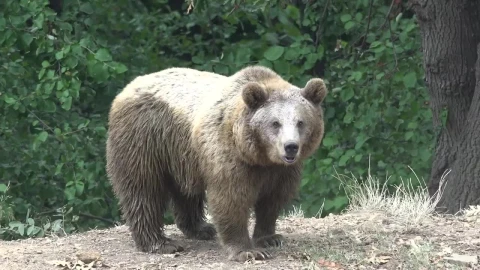 Stock Video Bear Wandering In The Forest Live Wallpaper For PC - Live Wallpaper