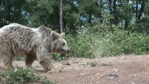 Stock Video Bear Walking In The Forest Live Wallpaper For PC - Live Wallpaper