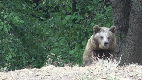 Stock Video Bear Lurking In The Woods Live Wallpaper For PC - Live Wallpaper