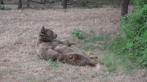 Stock Video Bear Scratching Himself In The Woods Live Wallpaper For PC - Live Wallpaper