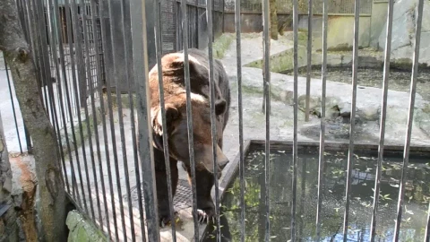 Stock Video Bear Inside A Zoo Exhibit Live Wallpaper For PC - Live Wallpaper