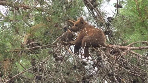 Stock Video Bear Cub In The Top Of The Tree Live Wallpaper For PC - Live Wallpaper