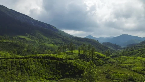 Video Stock Clouds Above A Tea Plantation Live Wallpaper For PC - Live Wallpaper