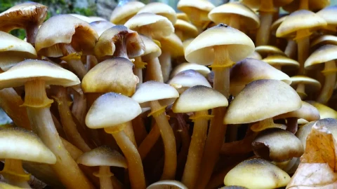 Video Stock Closeup Of Wild Mushrooms Live Wallpaper For PC - Live Wallpaper