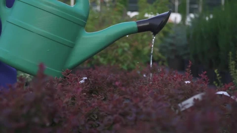 Video Stock Closeup Of Watering Can Pouring On Garden Bushes Live Wallpaper For PC - Live Wallpaper