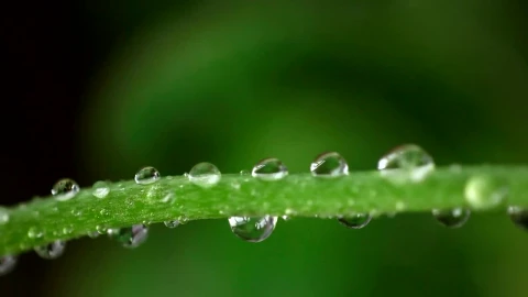Video Stock Closeup Of Raindrops On A Green Branch Live Wallpaper For PC - Live Wallpaper