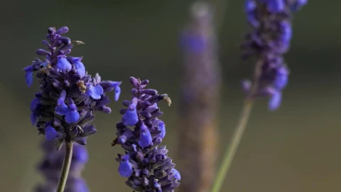 Video Stock Closeup Of Lavender Field Live Wallpaper For PC - Birds of prey Wallpaper