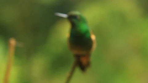 Video Stock Closeup Of Green Hummingbird Sitting On Stem Live Wallpaper For PC - Birds of prey Wallpaper