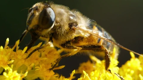 Video Stock Closeup Of Bee Pollinating Yellow Flower Live Wallpaper For PC - Birds of prey Wallpaper
