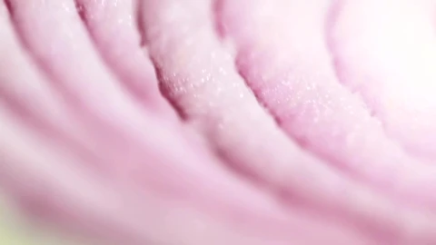 Video Stock Closeup Of An Onion Slice Live Wallpaper For PC - Birds of prey Wallpaper
