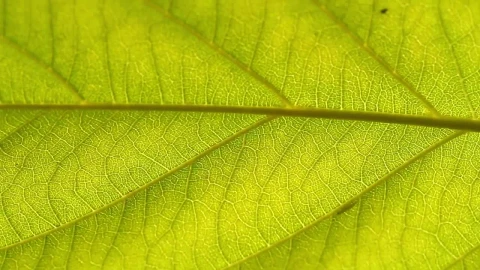 Video Stock Closeup Of An Insect On A Leaf Live Wallpaper For PC - Birds of prey Wallpaper