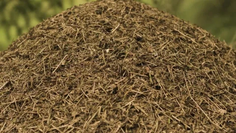 Video Stock Closeup Of An Anthill Live Wallpaper For PC - Birds of prey Wallpaper
