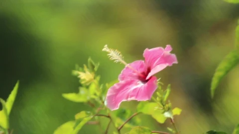 Video Stock Closeup Of A Pink Flower Live Wallpaper For PC - Birds of prey Wallpaper