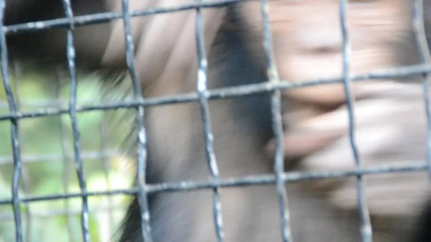 Video Stock Closeup Of A Monkey In A Zoo Live Wallpaper For PC - Birds of prey Wallpaper