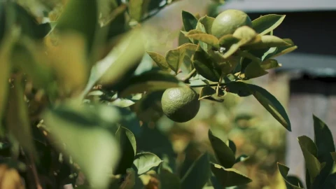 Video Stock Closeup Of A Lemon Tree Live Wallpaper For PC - Birds of prey Wallpaper