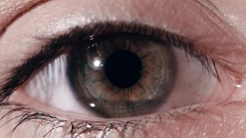 Video Stock Closeup Of A Dark Grey Eye Live Wallpaper For PC - Birds of prey Wallpaper