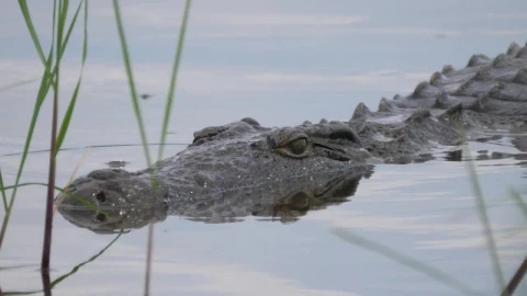 Video Stock Closeup Of A Crocodile In A Lake Live Wallpaper For PC - Birds of prey Wallpaper