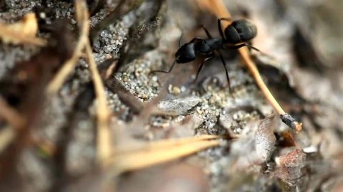 Video Stock Closeup Of A Black Ant Live Wallpaper For PC - Birds of prey Wallpaper