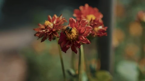 Video Stock Closeup Of A Bee On A Red Flower Live Wallpaper For PC - Birds of prey Wallpaper