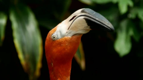 Video Stock Close Up To The Heads Of Flamingos Live Wallpaper For PC - Of Wallpaper