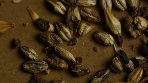 Video Stock Close Up Of Broken Barley Live Wallpaper For PC - Of Wallpaper