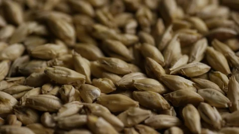 Video Stock Close Up Of Barley Rotating Live Wallpaper For PC - Of Wallpaper