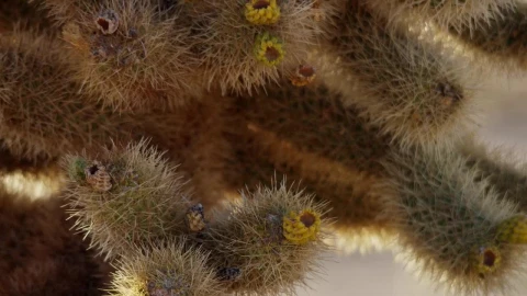 Video Stock Close Up Of A Spiny Cactus Plant Live Wallpaper For PC - Of Wallpaper