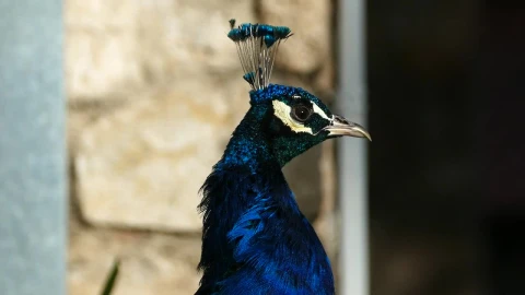 Video Stock Close Up Of A Peacocks Head Live Wallpaper For PC - Of Wallpaper