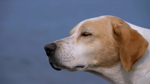 Video Stock Close Up Of A Dog Falling Asleep Live Wallpaper For PC - Of Wallpaper