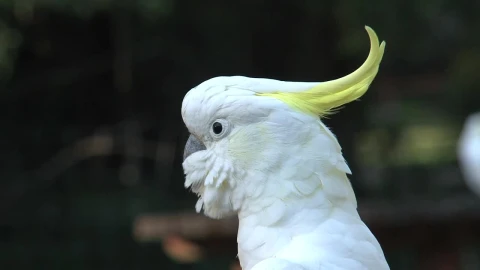 Video Stock Close Up Of A Cockatoo Head Live Wallpaper For PC - Of Wallpaper