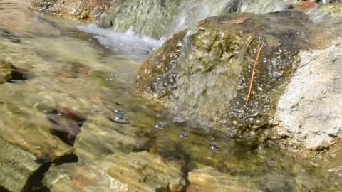 Video Stock Clear Stream In A Park Live Wallpaper For PC - Live Wallpaper