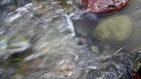 Video Stock Clear Stream During The Rain Live Wallpaper For PC - Live Wallpaper