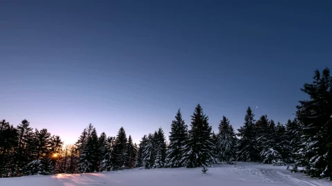 Video Stock Clear Sky At Sunrise In A Forest Live Wallpaper For PC - Live Wallpaper