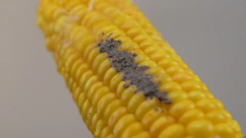 Video Stock Cleaning The Dirt From Corn Live Wallpaper For PC - The walking dead Wallpaper